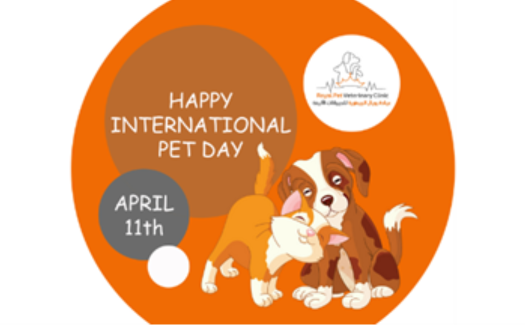 International clearance pet supplies